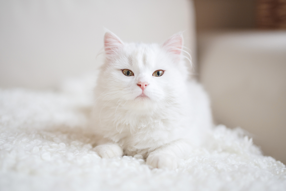 165 Outstanding Names for White Cats and Kittens 2020 Update