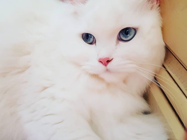 165 Outstanding Names for White Cats and Kittens 2020 Update
